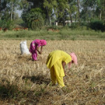 gleaning_wheat