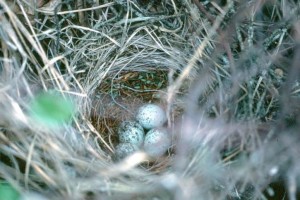 displaced-nest